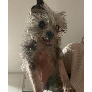 Found Dog Unknown
