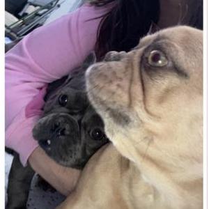 Lost Dog Hazel and Peaches