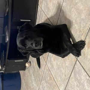 Lost Dog Dexter