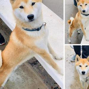 Lost Dog Neo