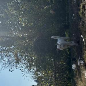 Lost Dog Big Time