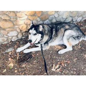 Lost Dog Aspen