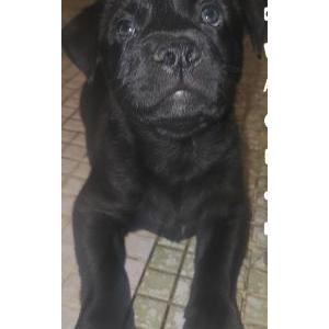 Lost Dog Negrito