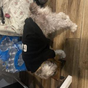 Lost Dog Rio