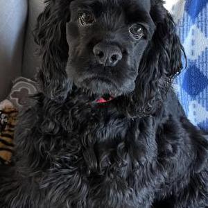 Lost Dog Miki