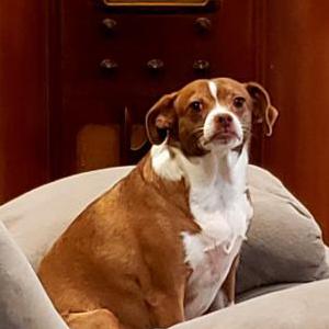 Image of Jilly, Lost Dog