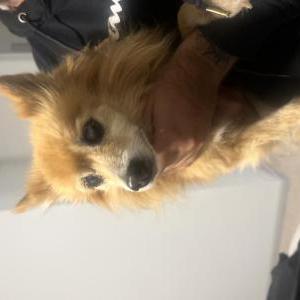 Found Dog Unknown