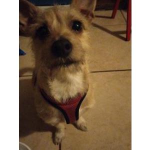 Lost Dog Danny