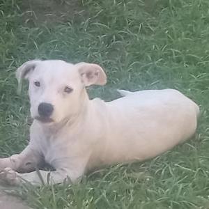 Image of Scooter, Lost Dog