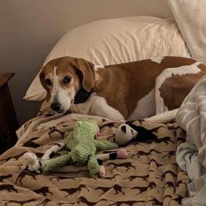 Lost Dog Lexi