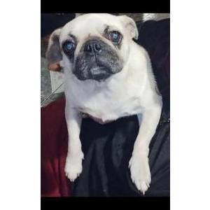 Lost Dog Fuchi