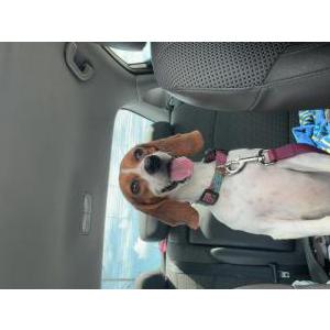 Lost Dog Holly