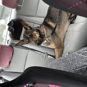 Found Dog Unknown