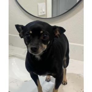 Lost Dog Roxy