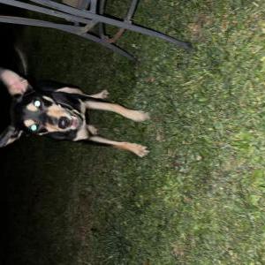 Found Dog Unknown
