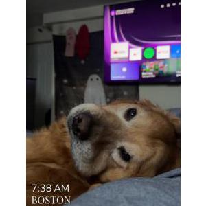 Image of Boomer, Lost Dog