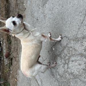 Found Dog Unknown