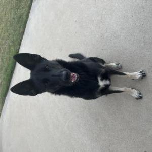 Lost Dog Nala