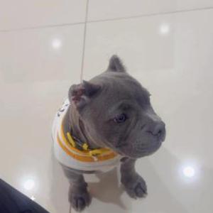 Lost Dog CHANEL
