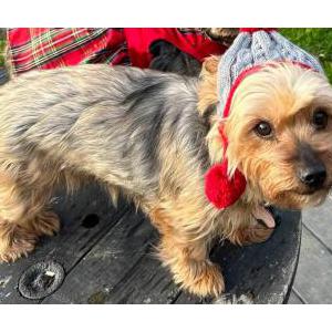 Lost Dog Gracie