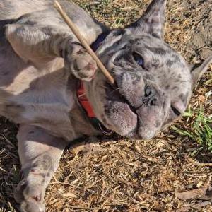 Lost Dog Sapphie