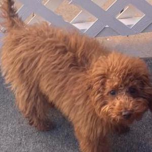Lost Dog Ginger Pyra