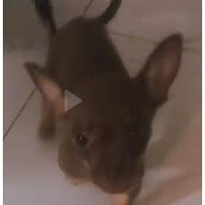Lost Dog Bruno