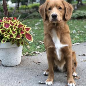 Lost Dog Tucker