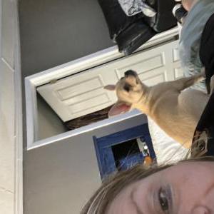 2nd Image of Prince, Lost Dog