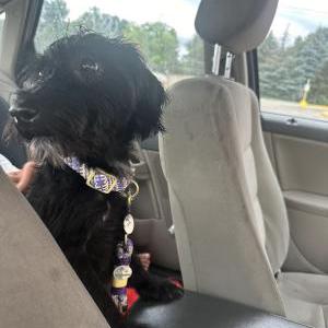 Lost Dog CoCO