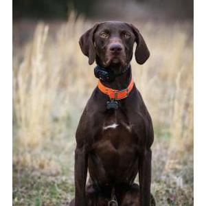 Image of Henry, Lost Dog