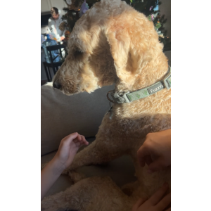 Lost Dog Nugget