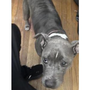 Found Dog Unknown