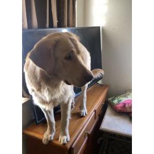 Lost Dog Frank hulker