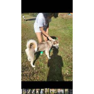 Lost Dog Hazel