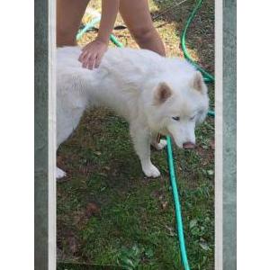 Lost Dog Astro