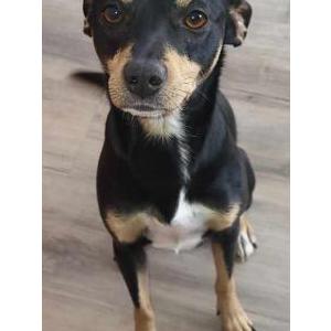 Lost Dog Araceliv905@gmail.co