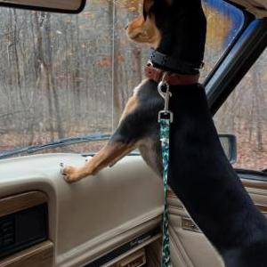 Lost Dog Barbara