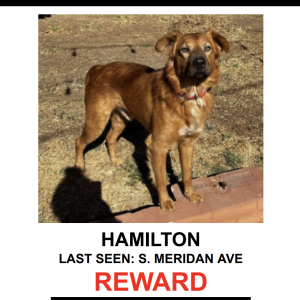 Lost Dog HAMILTON