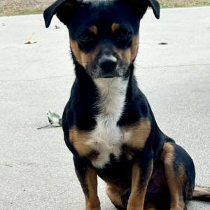 Found Dog Unknown