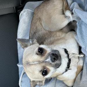 Found Dog Unknown