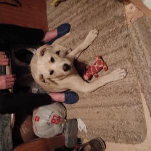 Found Dog Unknown
