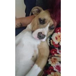 Lost Dog Kuddle buddy 