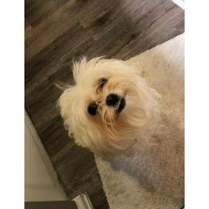 Lost Dog Pelusa
