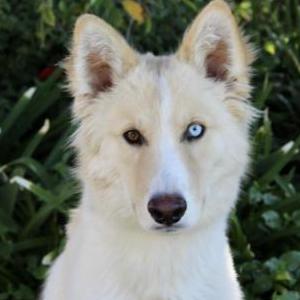 Lost Dog Snowy
