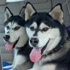 Found Dog Unknown