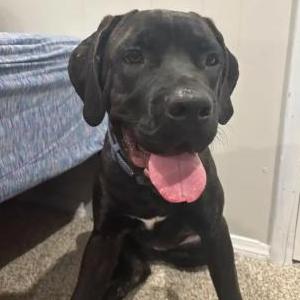 Lost Dog Kola