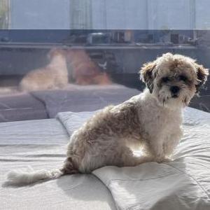 Lost Dog Prince