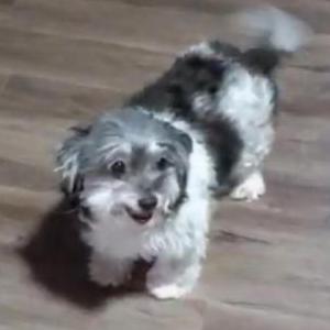 Lost Dog Nikki