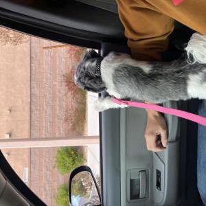 Lost Dog Chloe